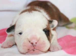 adorable and nice bull puppies