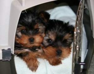 Cute Male and Female Yorkshire-Terrier Puppies For Good Homes