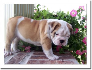 outstanding english bulldog puppies for adoption