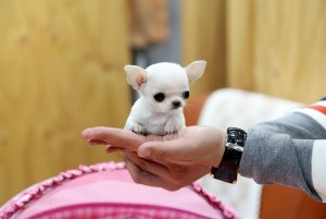 Lovely Doll Face Chihuahua Puppies for New Homes