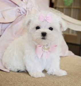 Male and female maltese pups available please text at(254) 442-0078