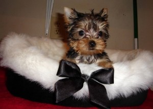 X-MAS Teacup Yorkie Puppy for adoption