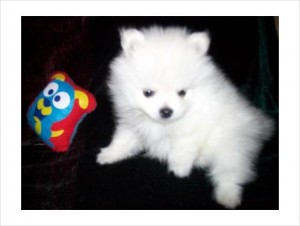 Akc Ice White Pomeranian Puppies