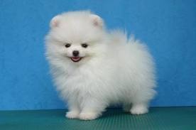 Akc Ice White Pomeranian Puppies