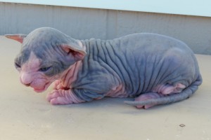 blue tuxedo Sphynx Kittens Available