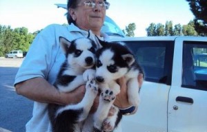 The puppies are wonderful!