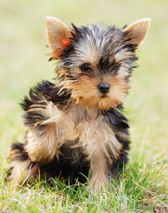 Yorkshire Terrier Puppy