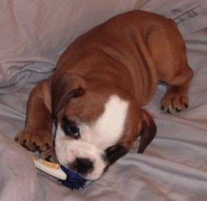 !!TALENTED &amp; BRILLIANT PARTY BULLDOG PUPPIES AVAILABLE TO PET LOVING HOME!!