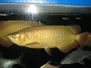 ASIAN RED FISH,SUPER RED,CHILI RED,GOLDEN X BACK,DRAGON RED AROWANAS FOR SALE