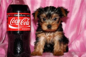 Teacup yorkie Puppies for adoption into good homes only (903) 231-7280