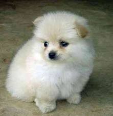 Teacup Pomeranian