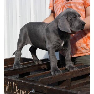 Male and Female great Dane puppies for adoption