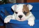 Male And A Female English Bulldog Puppies For Your Kids Now Ready