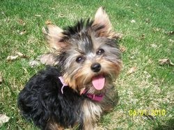 Yorkshire Terrier babies available