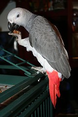 -Talkative African Grey Parrot For Adoption