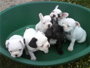 Gift Lovely French bulldog puppies