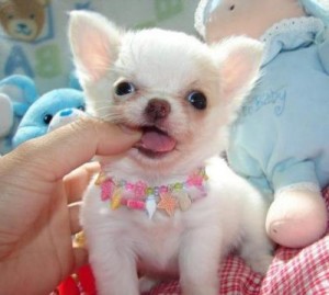 Adorable princess chihuahua puppy now Ready for rehoming