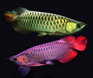 Quality Super Red Arowana Fish And Many Others Available