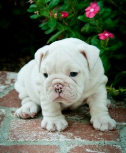 x mass English bulldog puppies looking for re home