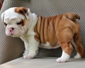 Quality Home Raised English Bulldog Puppies For Adoption.