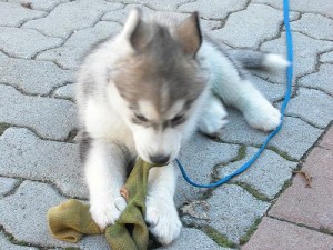 Akc Siberian Husky Puppies.. LIFETIME GUARANTEE