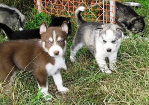 Siberian Husky Puppies for Adoption.