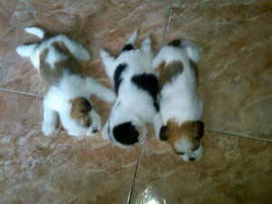 Lovely Shihpoo puppies for Sale