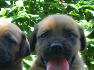 Brazilian Mastiff puppies for sale