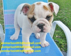 Healthy English Bulldog puppies for Christmas !!!