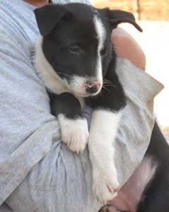 Border Collie Puppies Available!!!