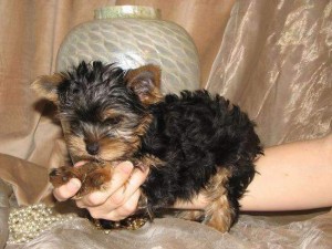 Super Tiny Akc registered Teacup Yorkie Puppies For Adoption