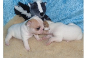 french bulldog puppies