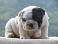 Top Quality English Bulldogs puppies text us with your email via 5417257493