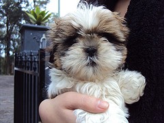 Shih Tzu puppies for adoption this Xmas. Contact me for more information and details. They are Akc registered, vet checked, pott