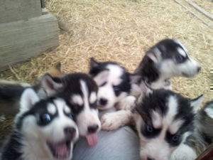 Gorgeous Purebred Siberian Husky Puppies