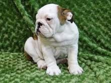 English Bulldog Puppies For Adoption To Good homes