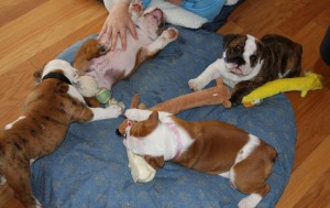 Adorable english bulldog puppies for rehomming text (218) 656-7516 for more infomation..