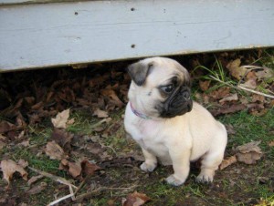 pug puppies for sale