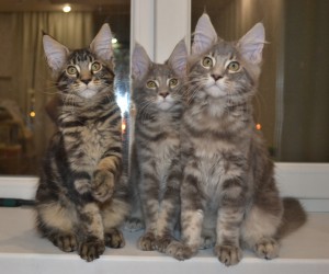Xmas male ande female main coon kittens for your home.