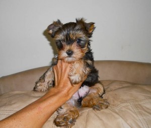 AKC Yorkie, Gorgeous Rare Golden Female ( FREE )