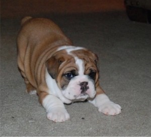 100% Christmas male and female English bulldog puppies