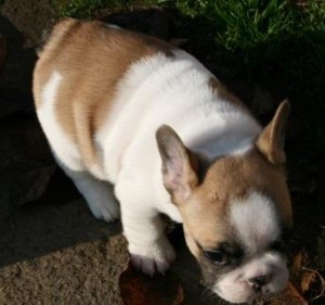 Beautiful Male Pied Frenchie puppy