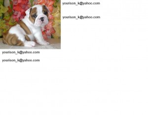 Akc English bulldog puppies Ready For xmass