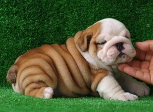 Healthy English Bulldog Puppies For Adoption