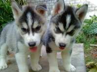 puppy for adoption husky pups