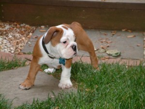 END OF YEAR MALE AND FEMALE ENGLISH BULLDOG PUPS for free adoption