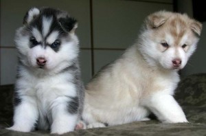 Gorgeous Male and Female Siberian husky puppies