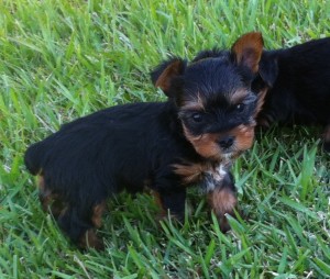 Male yorkie puppies