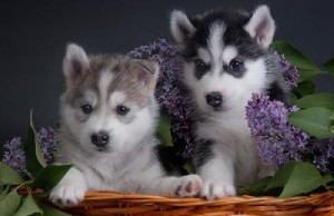 Lovely Siberian Husky Puppies Ready For their new home for  adoption they are very playful and love to give kisses, paper &amp; ho