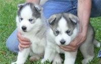 Cute Siberian Husky puppies